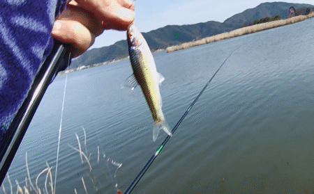 今が最盛期？伊庭内湖でホンモロコ釣り